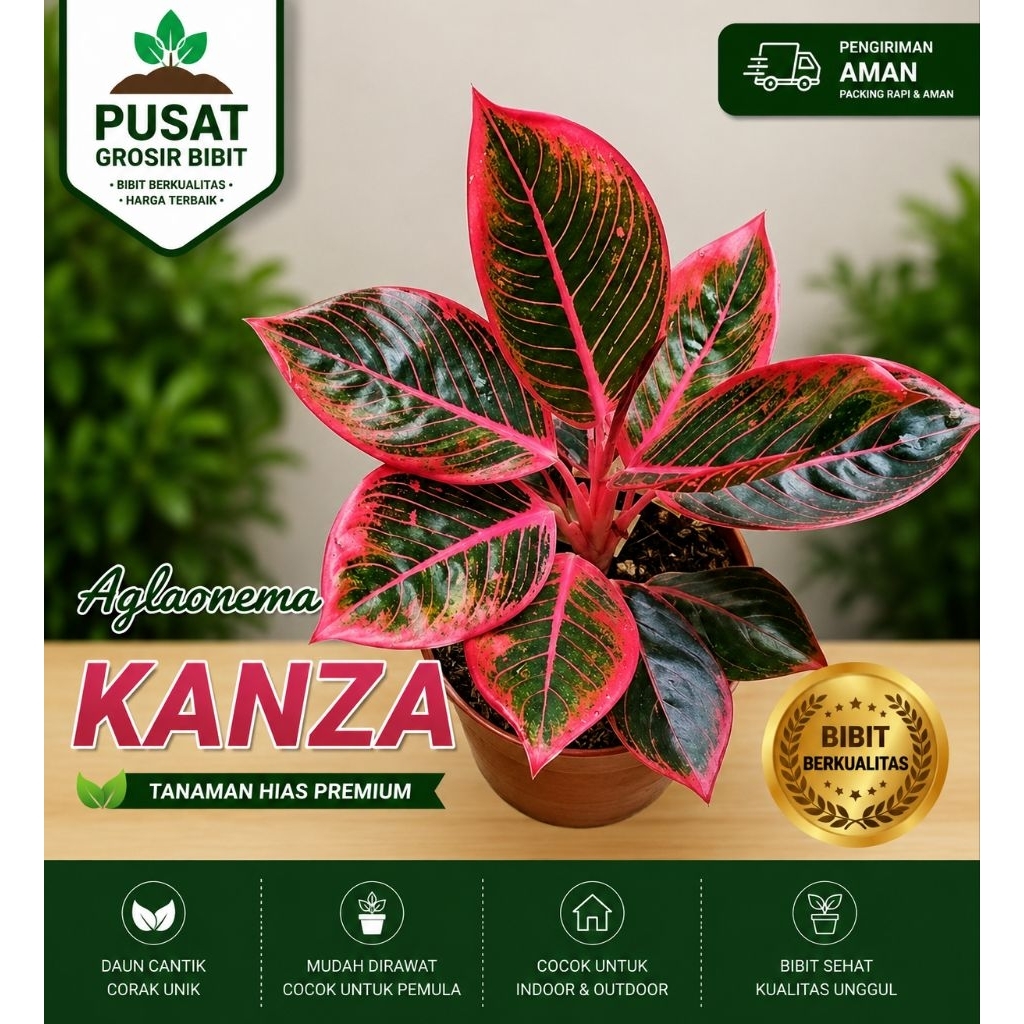 AGLAONEMA KANZA