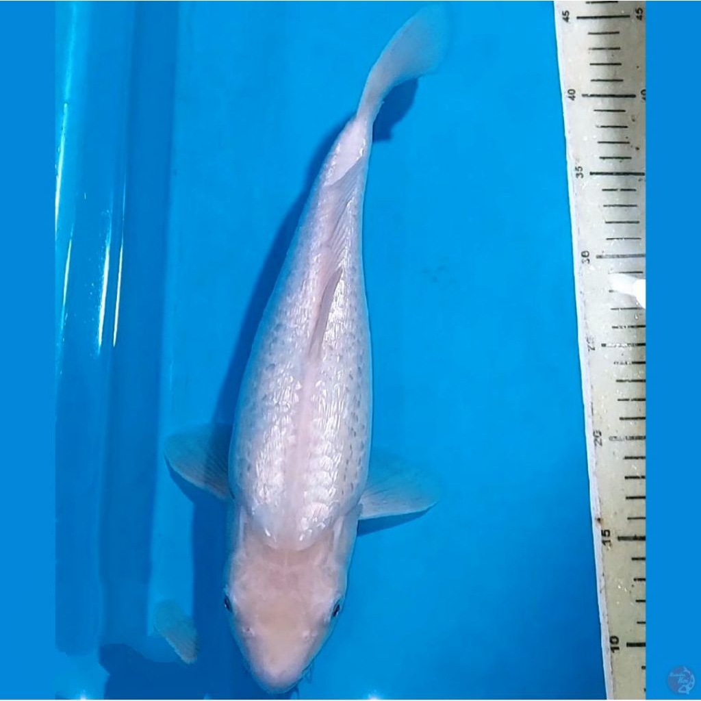 koi shiromuji gindrin 9-12 cm