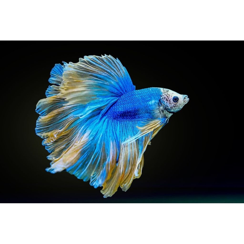 Ikan Cupang Halfmoon - Mustard, Jantan, Size Besar, Hiasan Aquarium