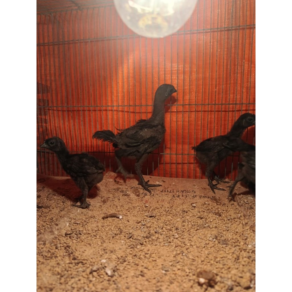 doc ayam cemani