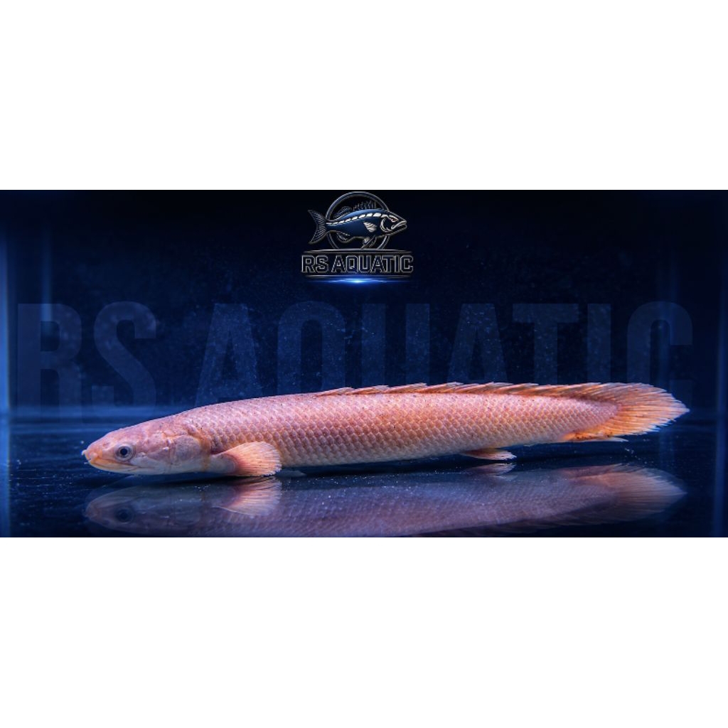 Palmas Senegalus 16-20cm