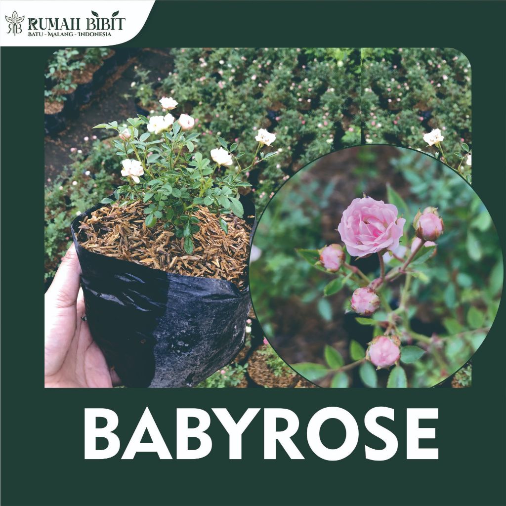 Bibit Babyrose Bunga Super Cantik Mawar Mini Rajin Berbunga
