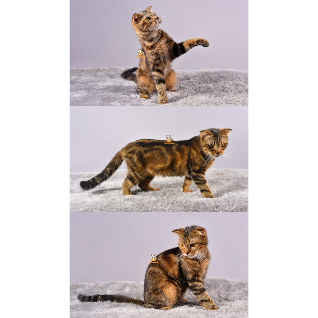 Xiro – Kucing Scottish Fold – Jantan – 12 Bulan +
