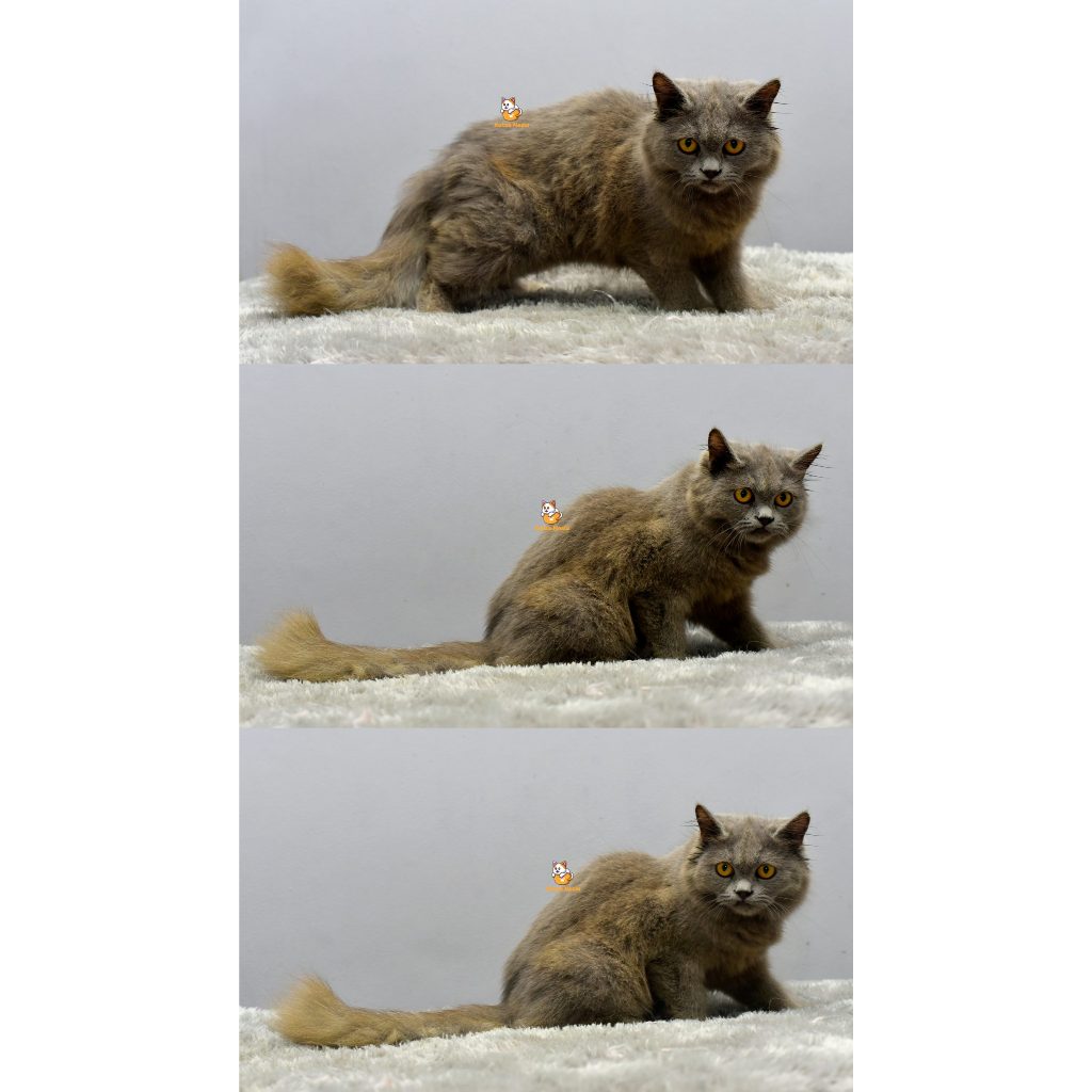 Ezra – Kucing British Longhair 6 Bulan Jantan