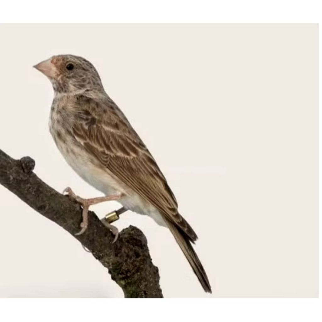 Burung Blackthroat Garansi Jantan Mulus