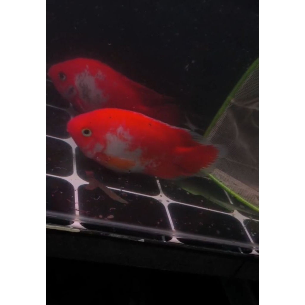 ikan santa parrot