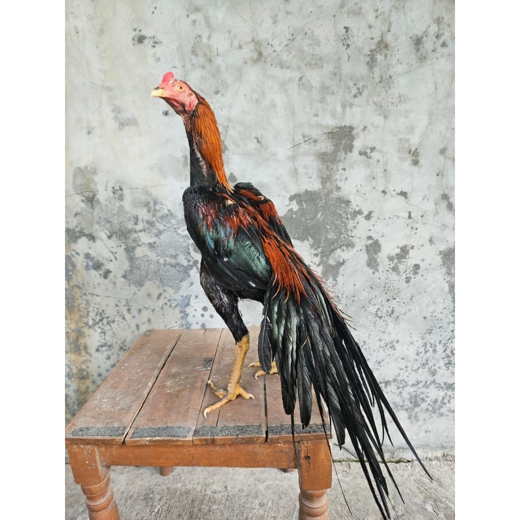 Telur ayam ekor lidi