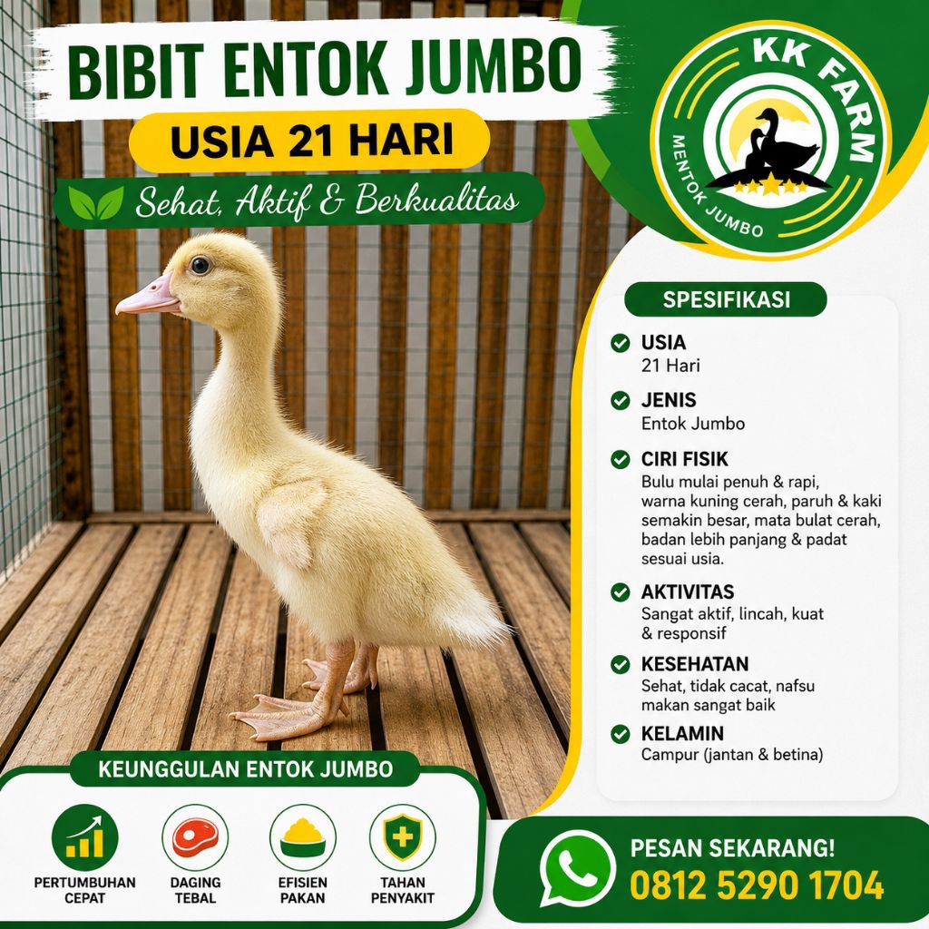 Entok Jumbo / Anakan Entok Jumbo / Bibit Entok Jumbo Usia 3 Minggu (21 Hari)