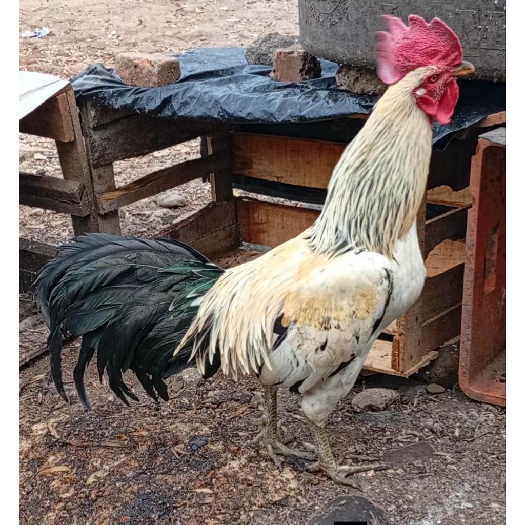 Ayam Kampung Jago Besar