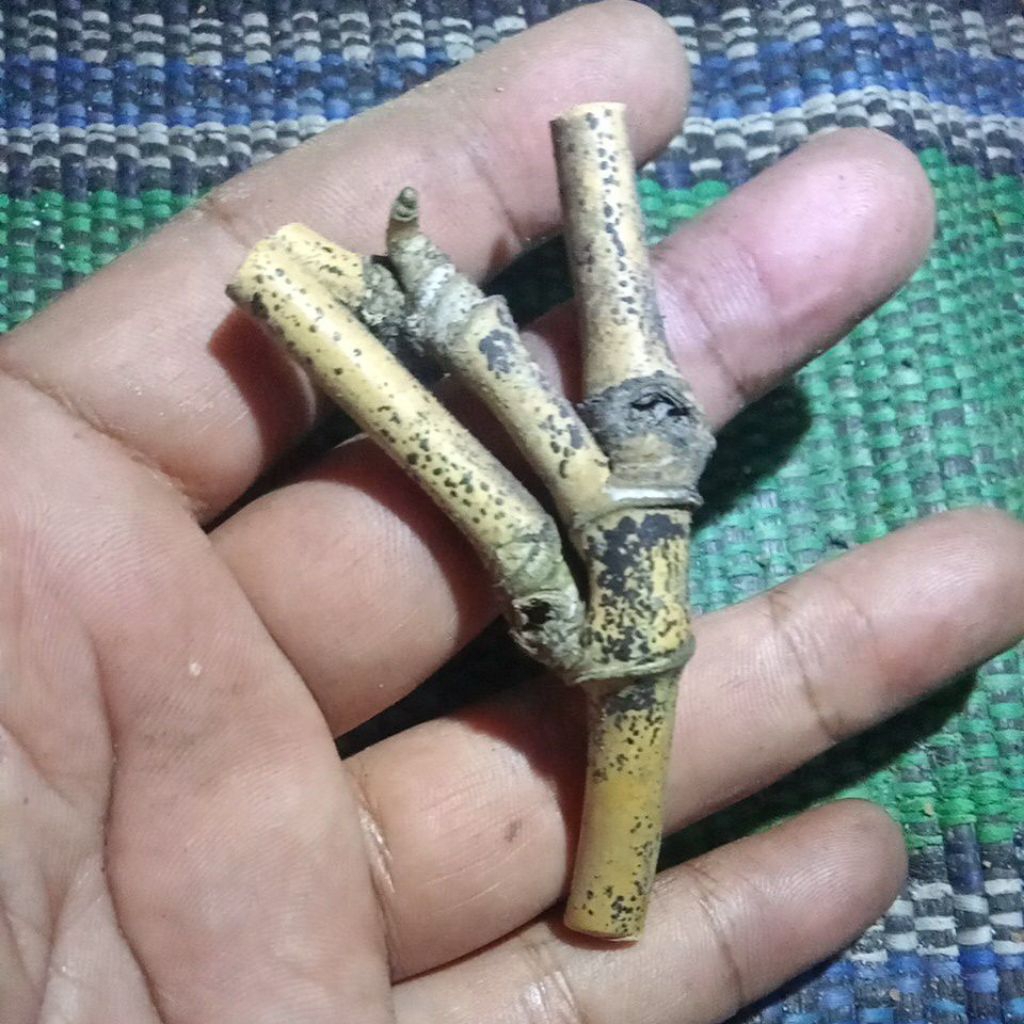 bambu unik unik