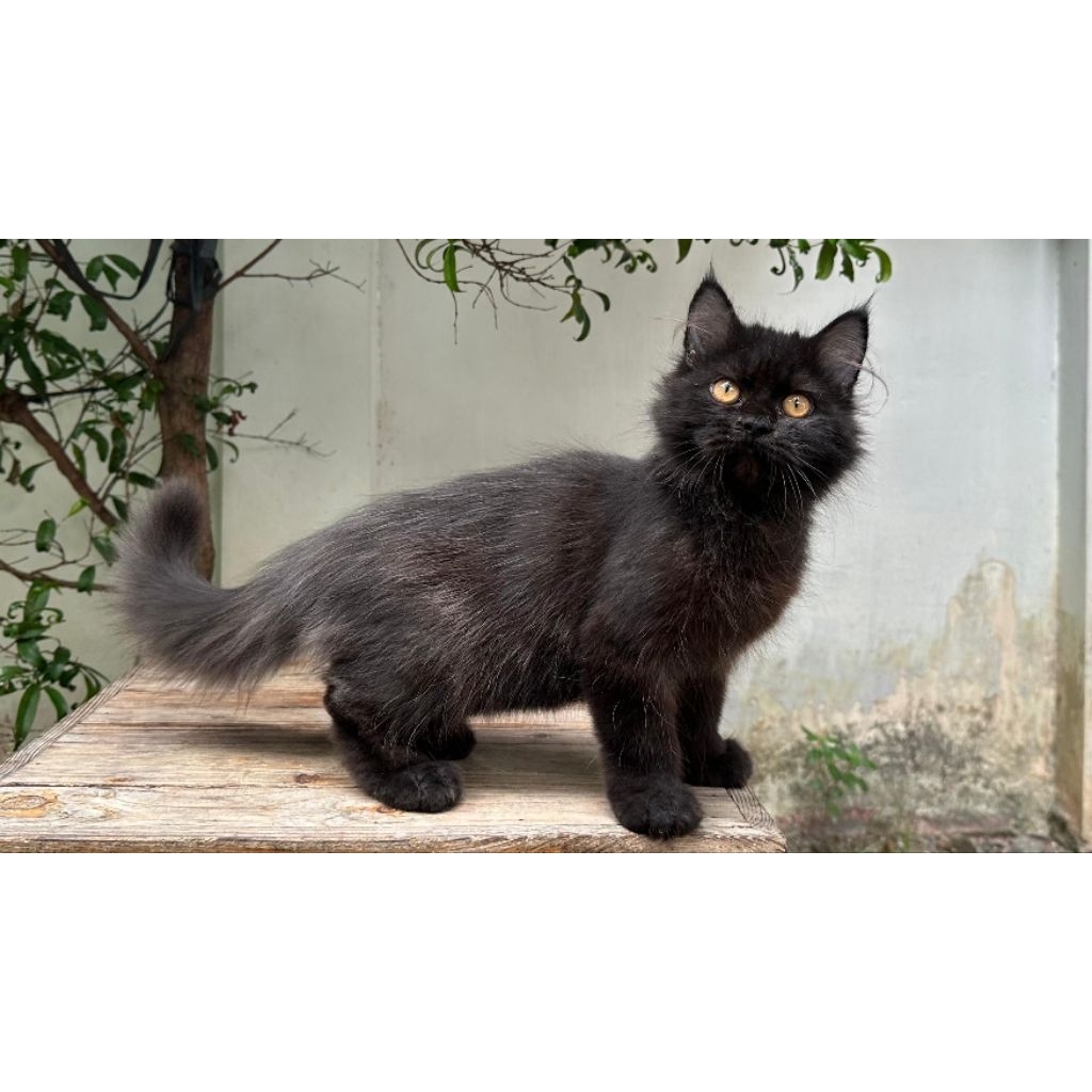 KUCING PERSIA JANTAN 4 BULAN HITAM CAKEP