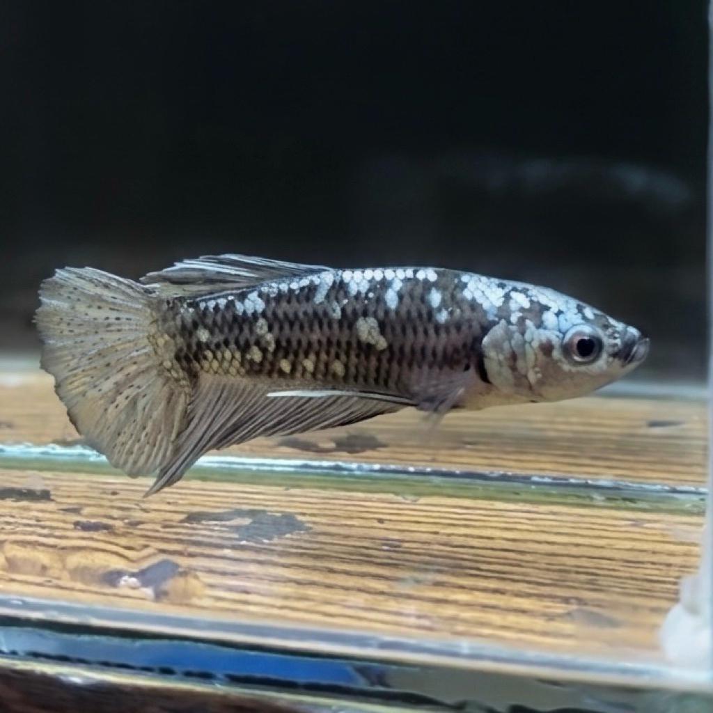 CUPANG / BETTA BETINA PK AVATAR GORDON (REAL PIC)