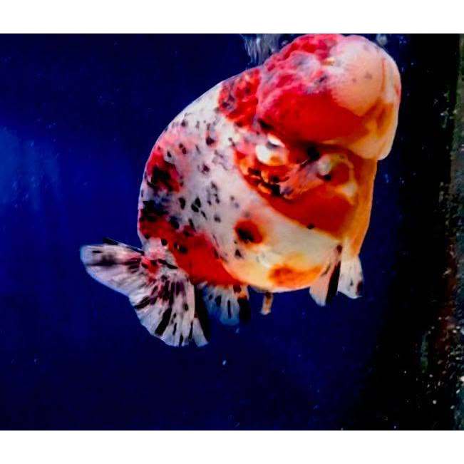BABY RANCHU CALICO PW - PAKET 4 EKOR