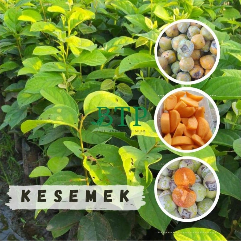 Bibit Kesemek Jumbo Unggul - Cepat Berbuah, Tinggi 50cm, Media Tanah & Kompos