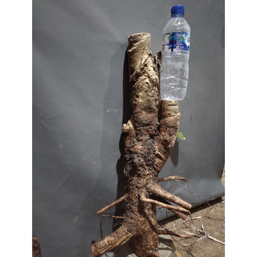 bahan bonsai dongkelan juwet Jamblang hitam realpic sesuai gambar