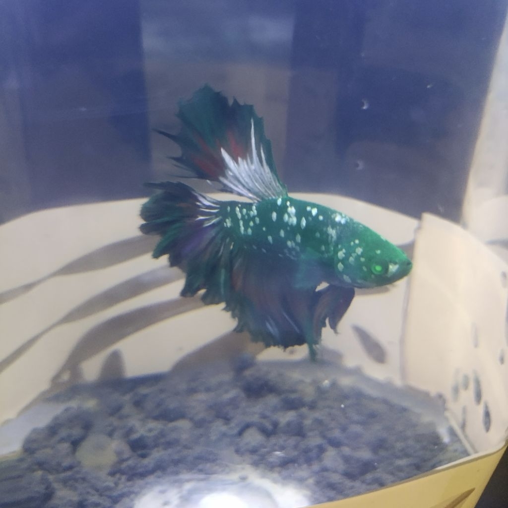 Cupang Halfmoon Avatar Hulk  (Real Pick 100%)