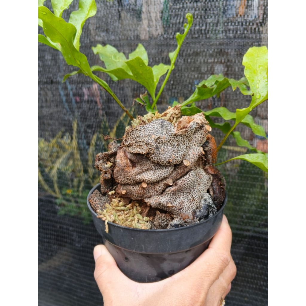 Tanaman hias sarang semut (Lecanopteris)