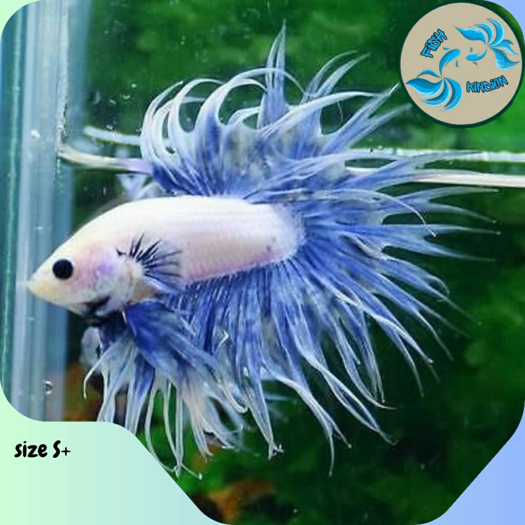 Ikan cupang crowntail Marble