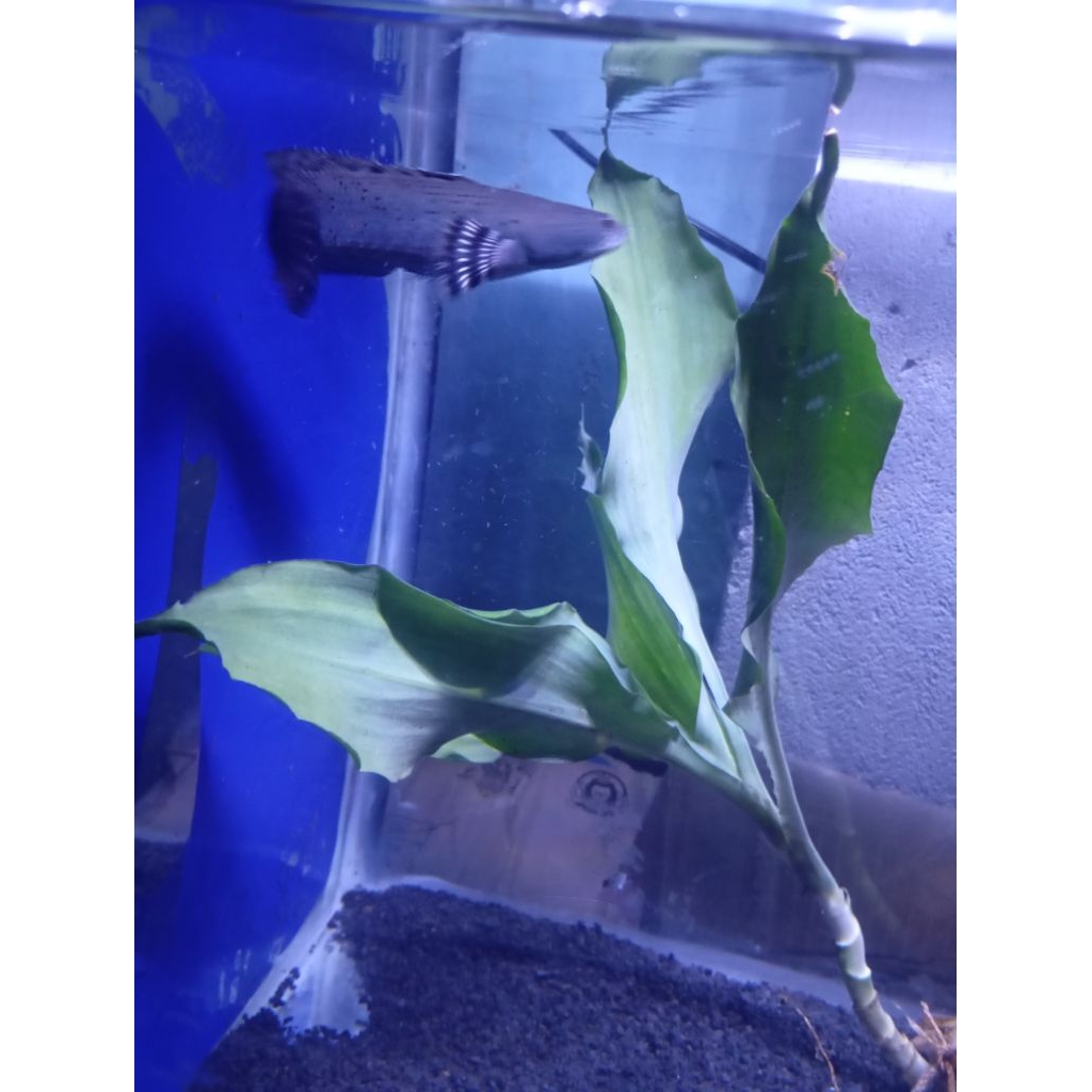 chana blue pulchra