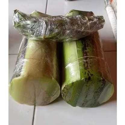 Batang entres alpukat miki original entres alpukat