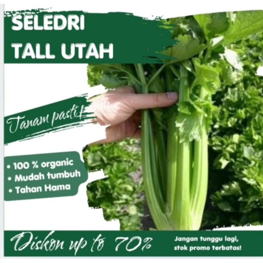 Benih Sayuran Seledri Tall Utah Bibit Sayuran Seledri Jumbo