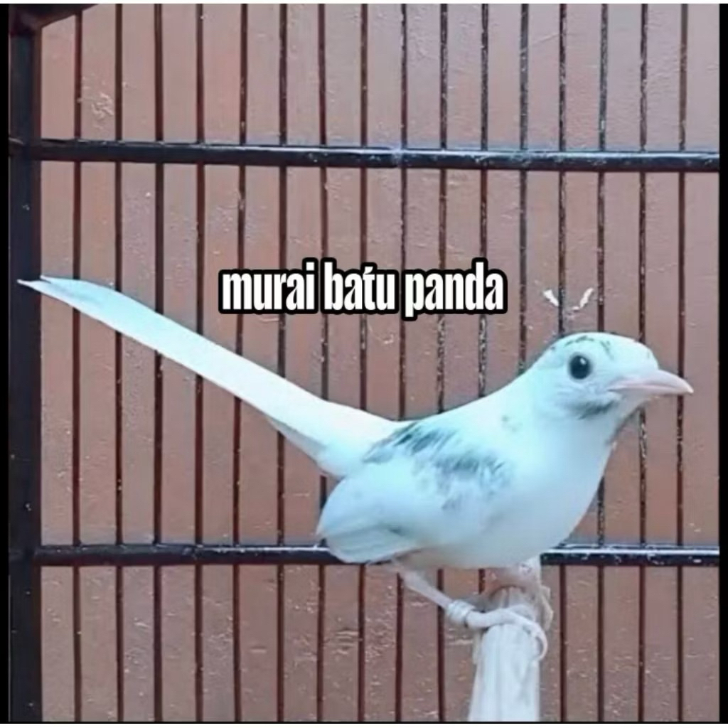 Telur murai batu panda - fertil