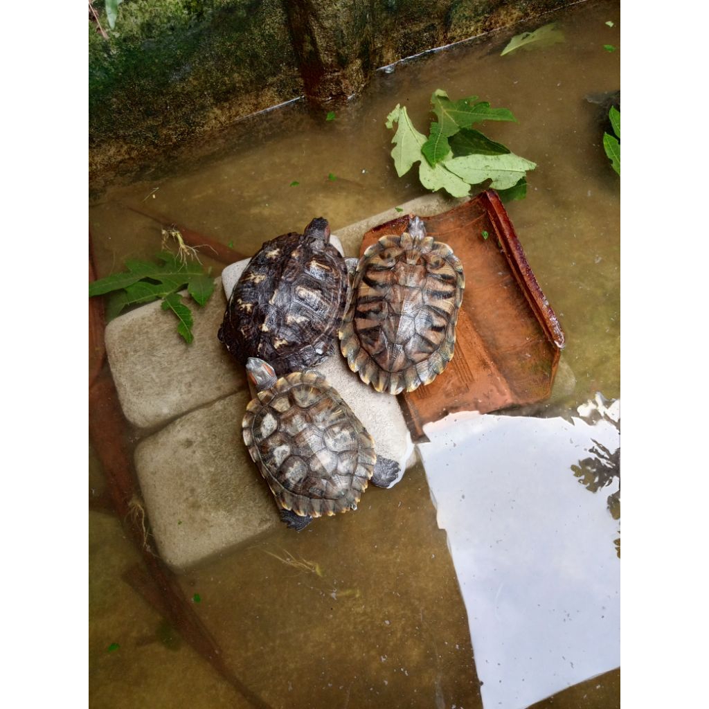 kura kura brazil indukan