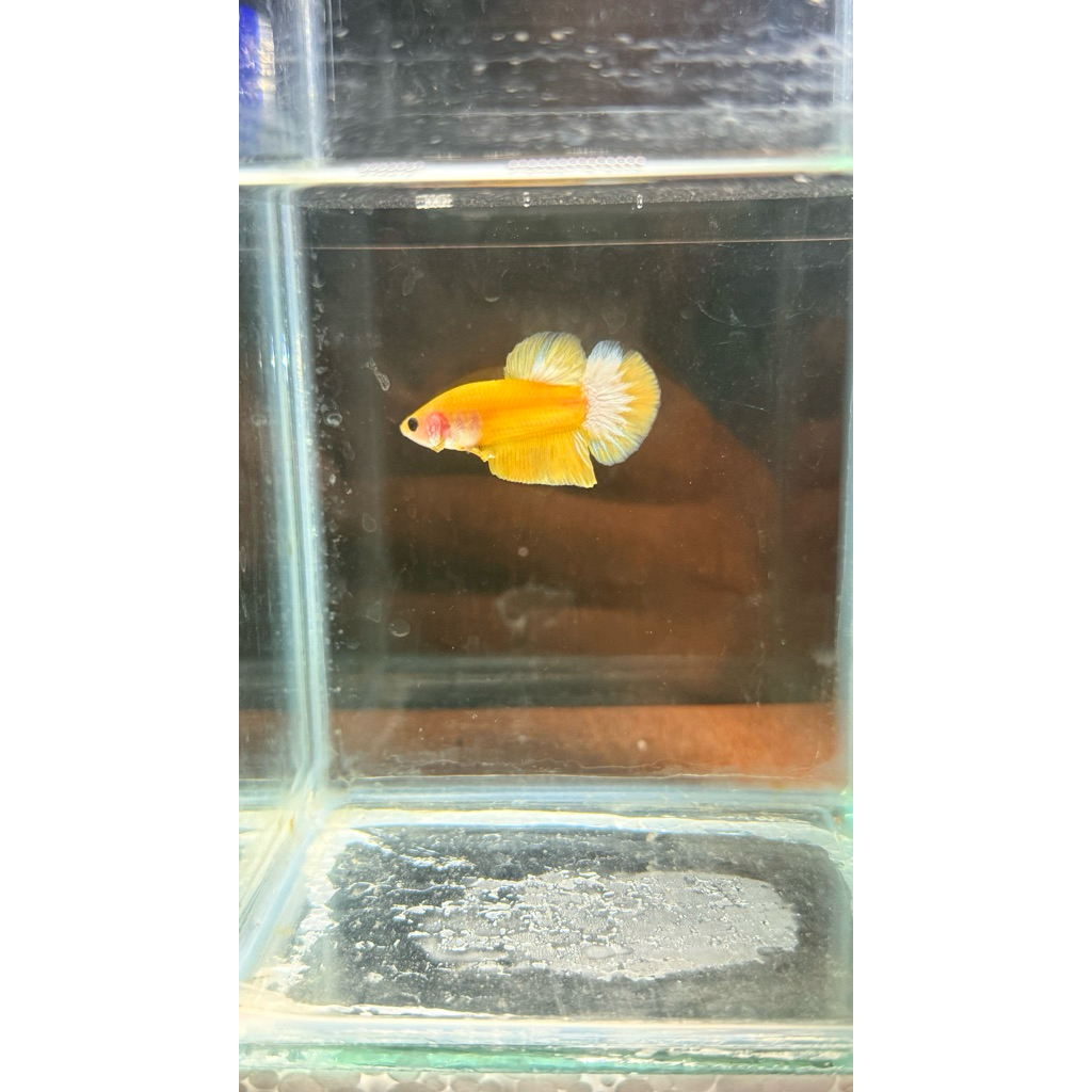 PK HELLBOY YELLOW