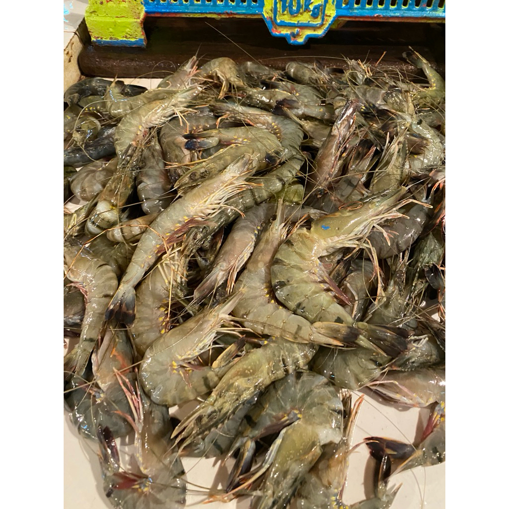 Udang Tiger Ukuran Besar