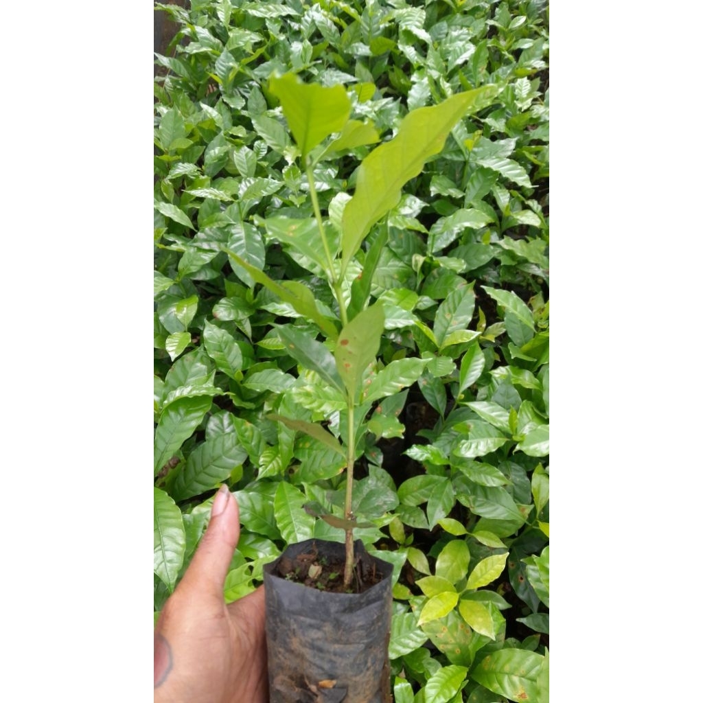 bibit kopi arabika ateng super