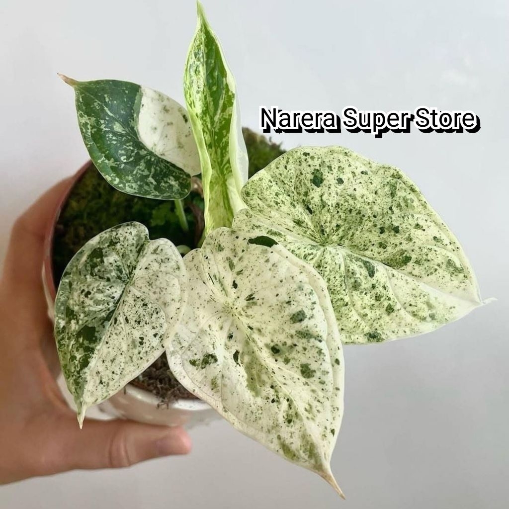 Tanaman Hias Alocasia Dragon Scale Mint Marble Variegata Varigated Varigata Alokasia Tengkorak Real 