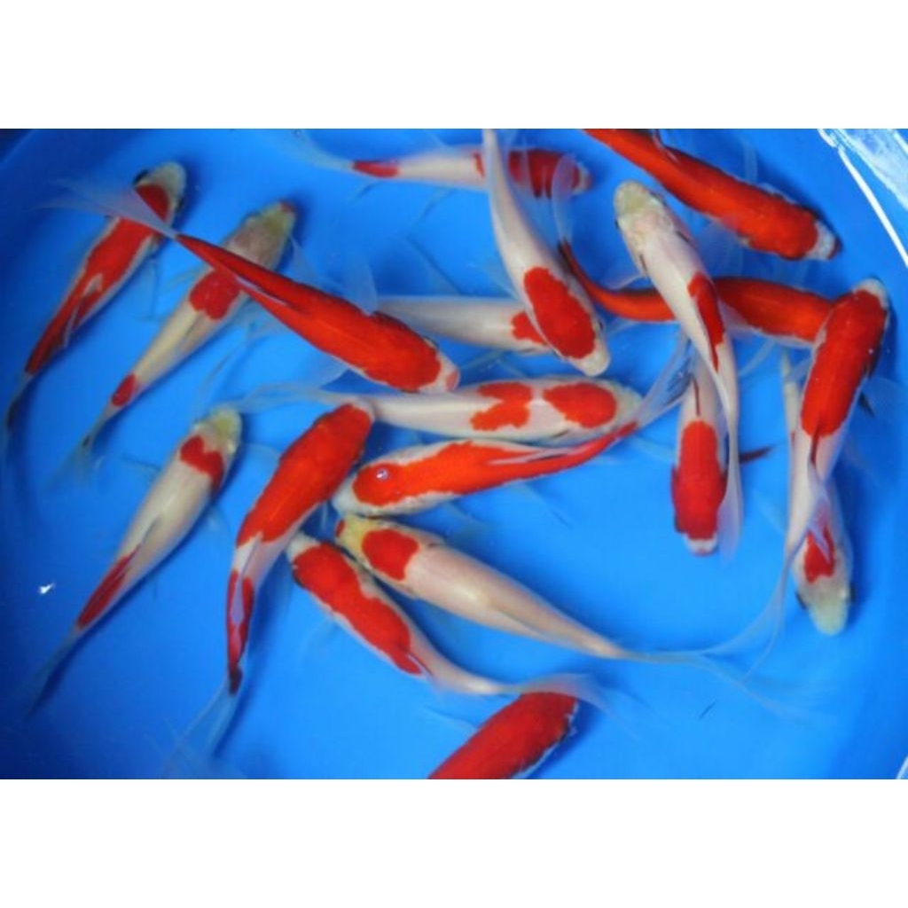 IKAN KOI BLITAR UKURAN 10-12 CM