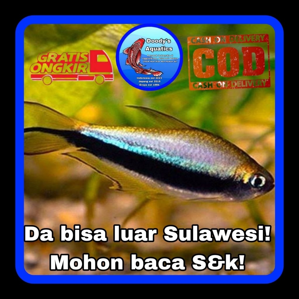 Emperor Tetra Per Ekor (Characidae)