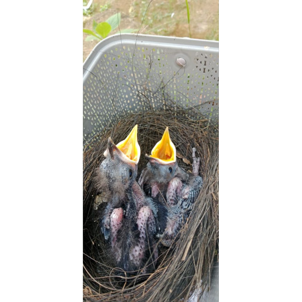 burung ciung wanara lolohan
