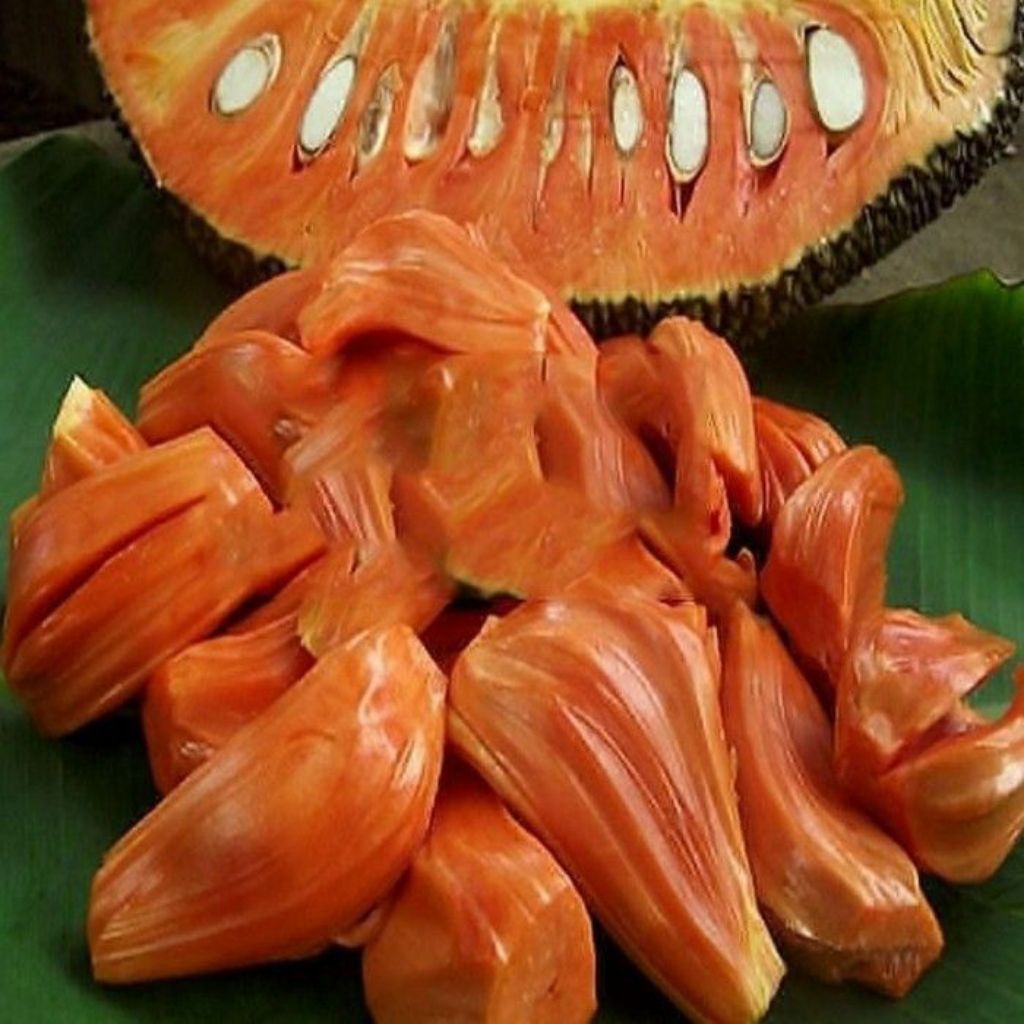 Bibit bauh Nangka Merah Thailand super kualitas NO.1 SIAP TANAM