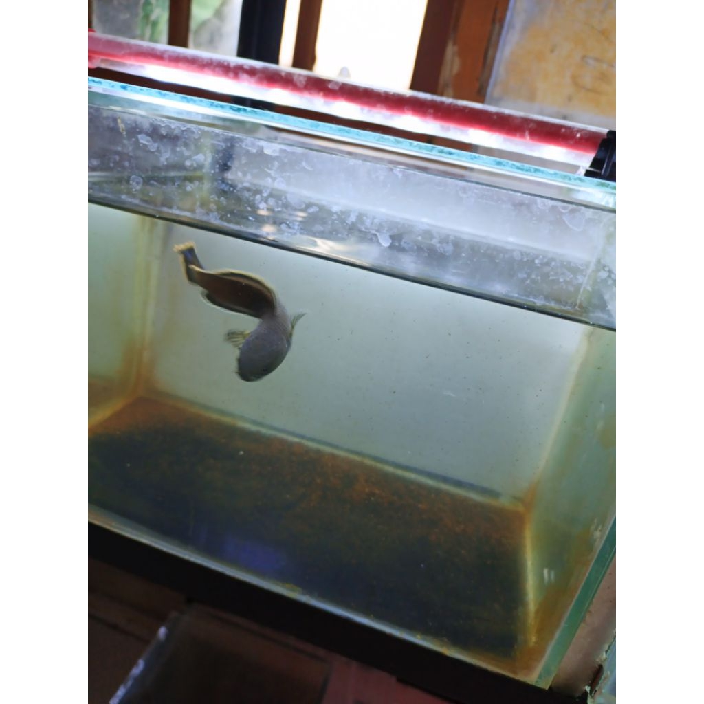 CHANA LIMBATA SNAKEHEAD