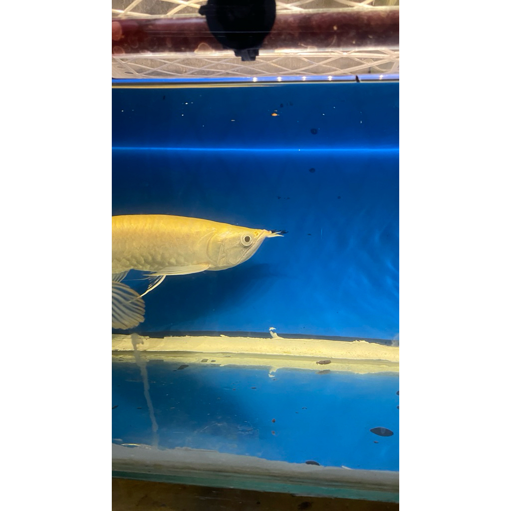 Arwana Albino Size 25Cm