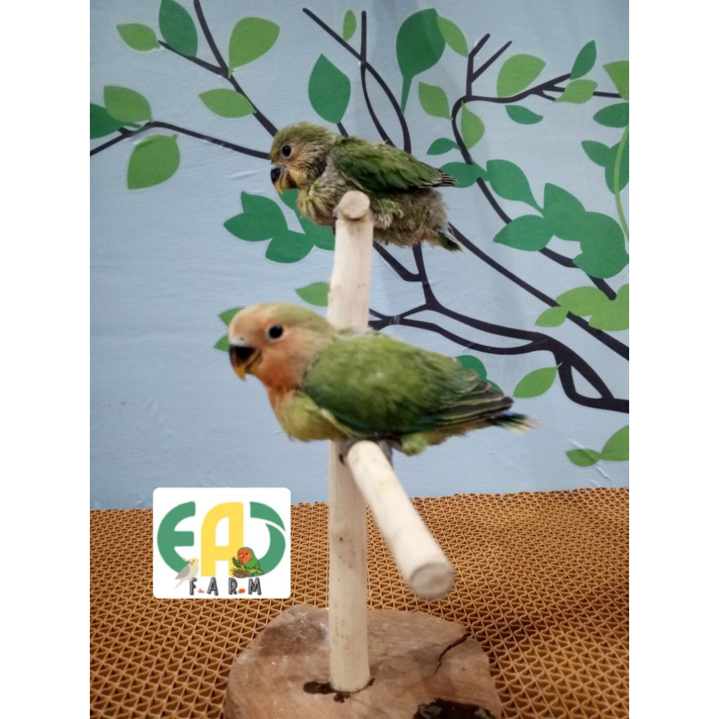 Lolohan Lovebird NK Non Klep Gren Non Opal