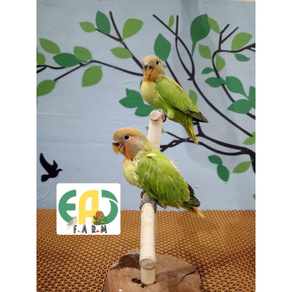 Lolohan Lovebird NK Non klep Opaline Gren RH