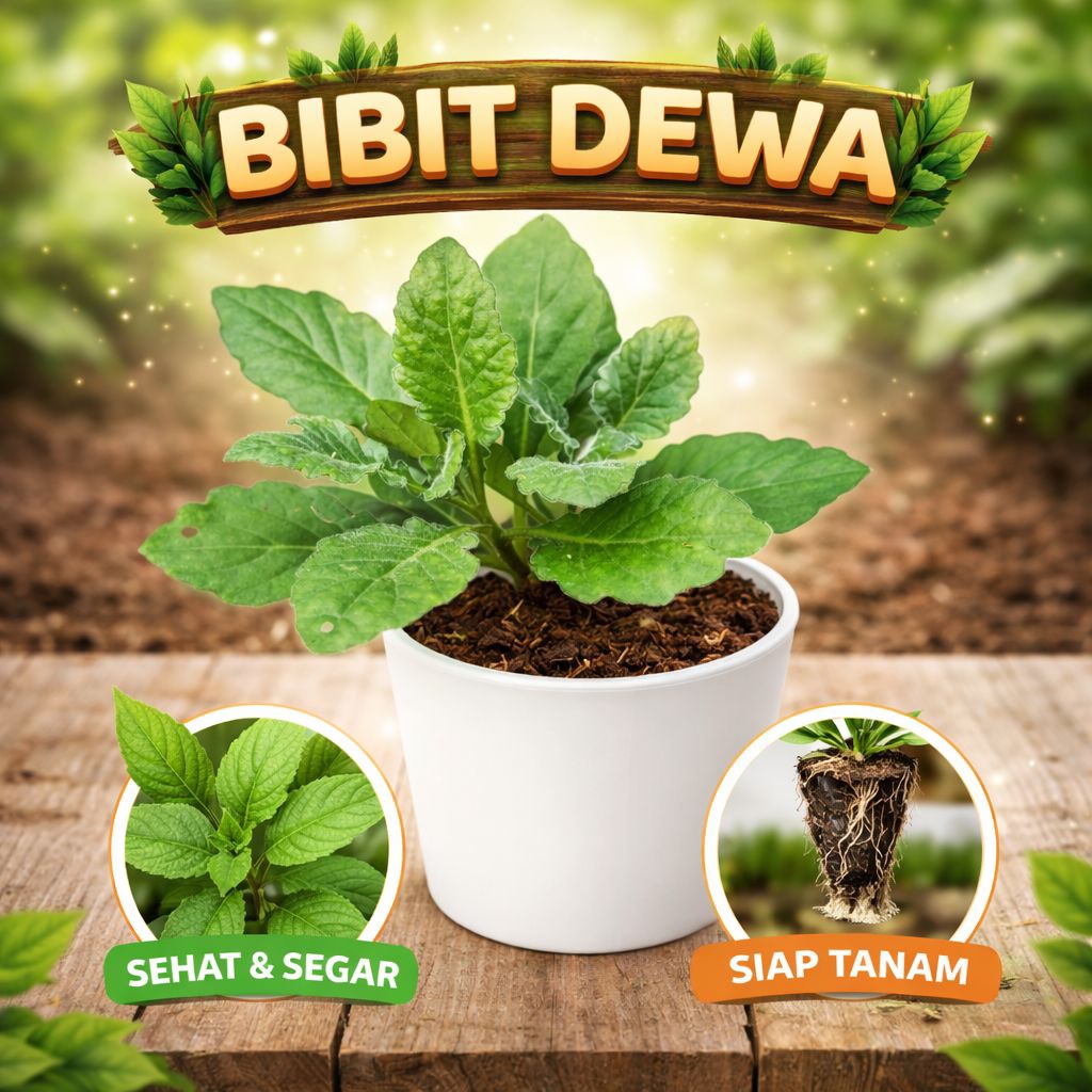 Bibit Daun Dewa Tanaman Herbal Daun Dewa