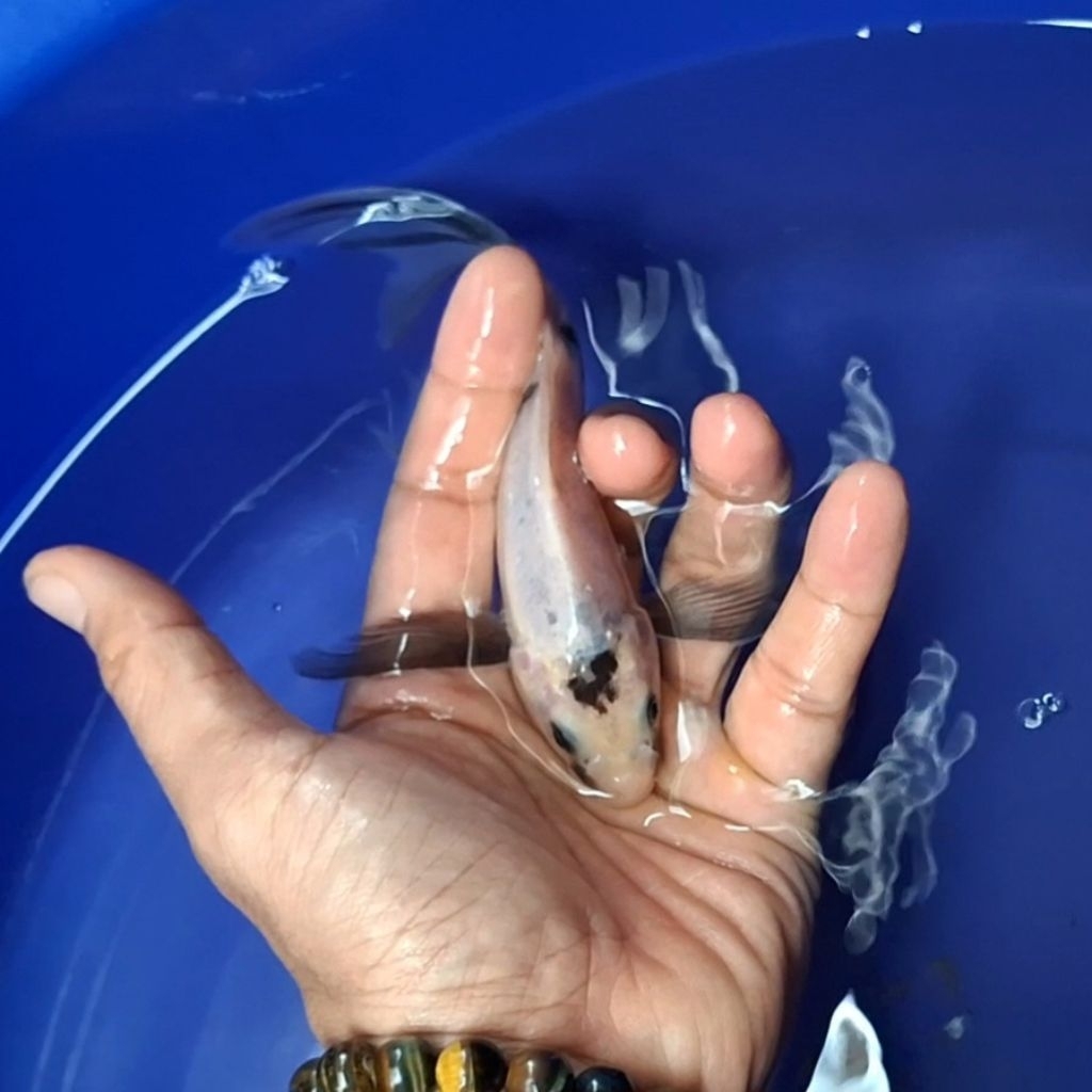 Ikan Koi Blitar Jenis Kumpay Slayer / Rumah Koi Jakarta / kode 0014