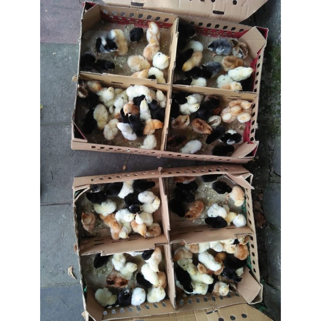 Bibit DOC Joper Anak Ayam Kampung Super Anakan Karawang