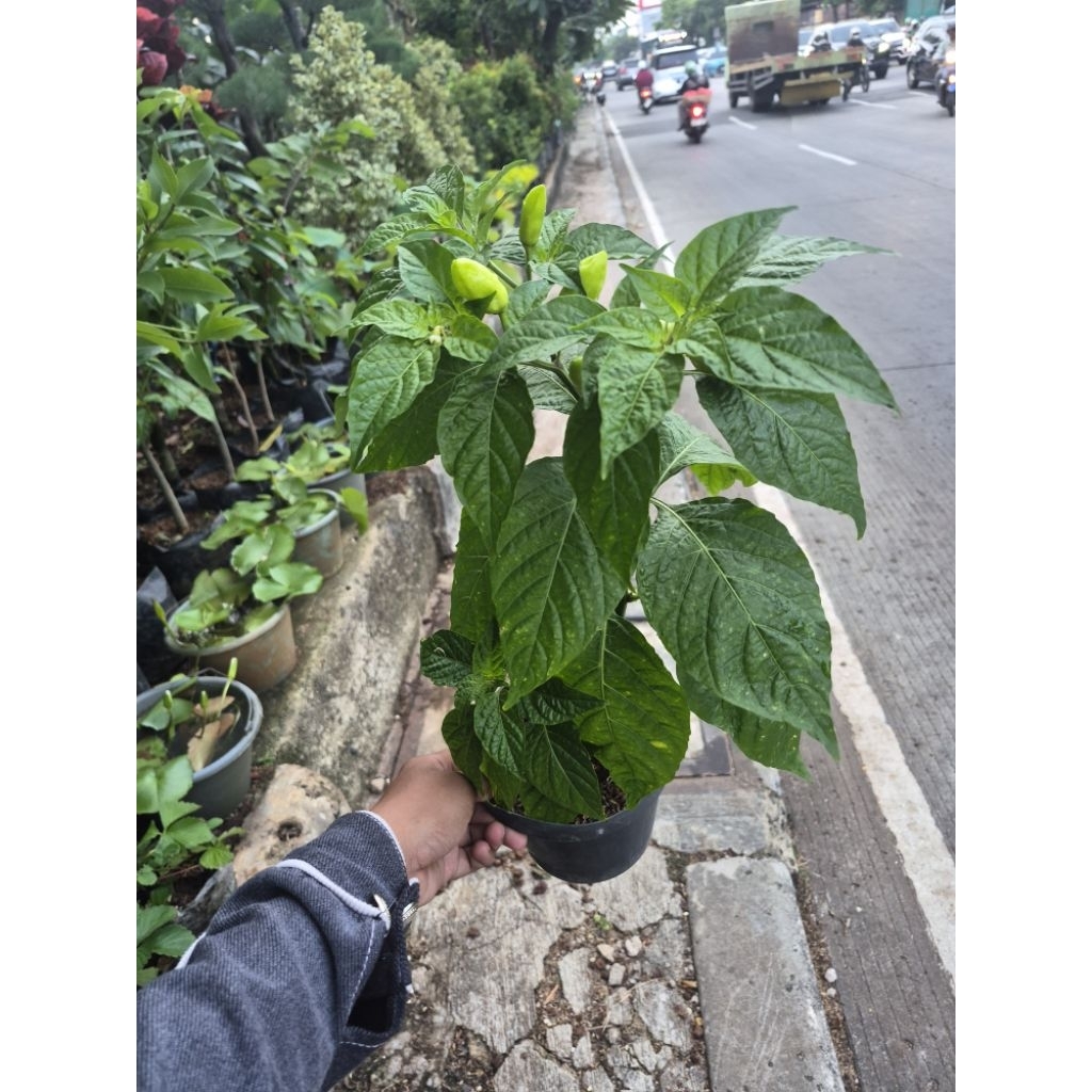 tanaman hias cabe paprika/pohon cabe paprika + pot