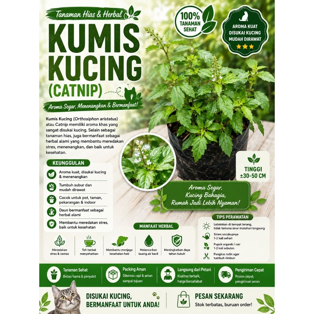 Tanaman Hias Kumis Kucing-Catnip-Siap Tanam