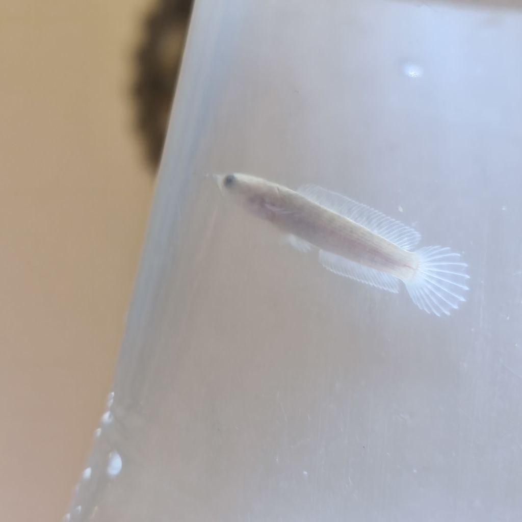 Channa limbata hf x WC X WC