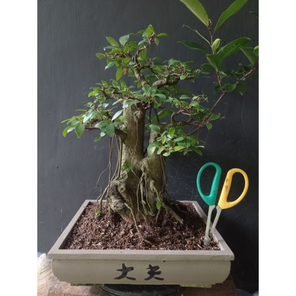Bonsai iprik pucuk merah siap panjang