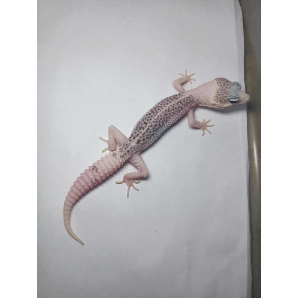 GECKO SUPER PIED MALE ( LINE XTREME PIED )