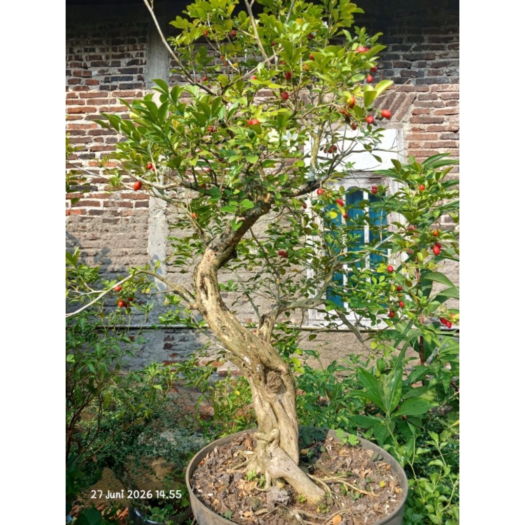 Bonsai kemuning jepang size medium prospek
