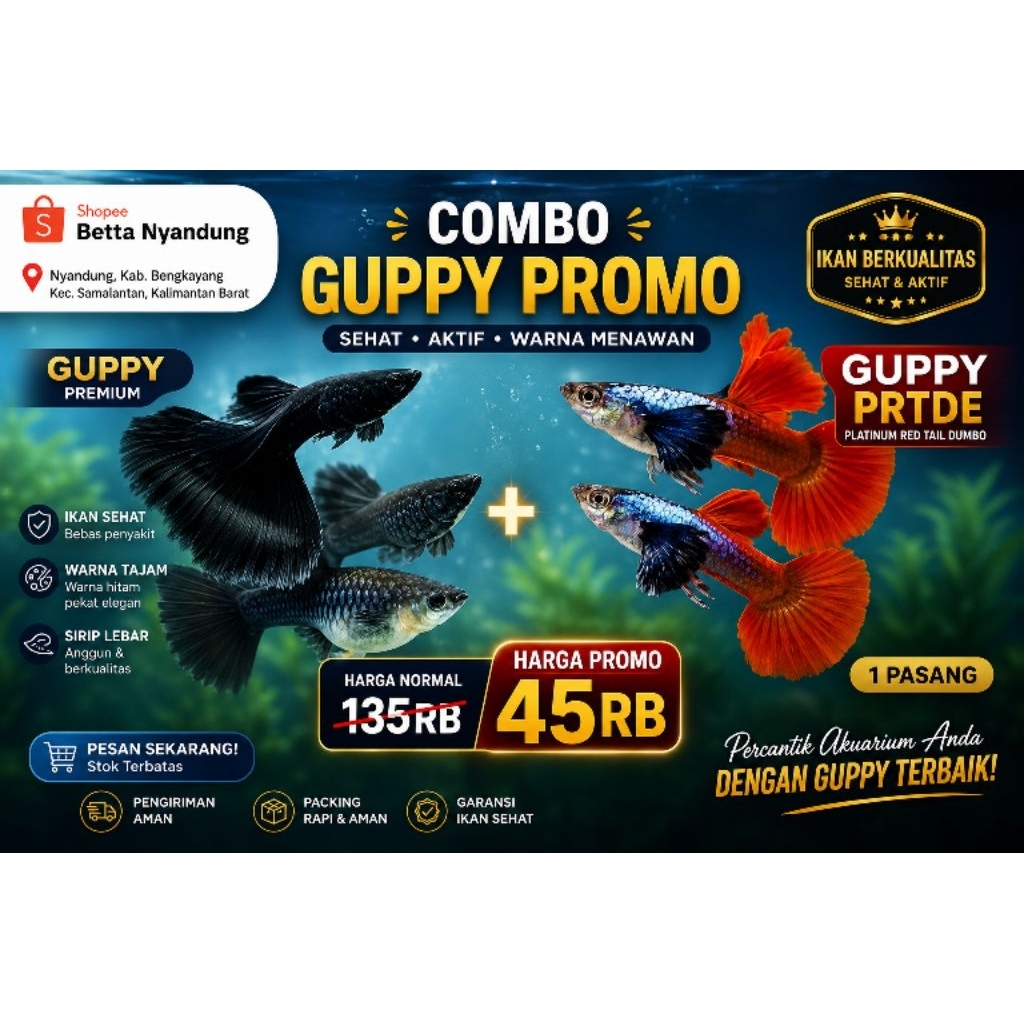 paket combo ikan Guppy dua pasang promo cuma 45rb an ikan Guppy siap brojol sehat dan berkualitas be