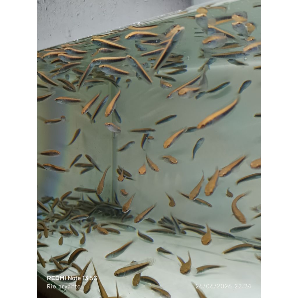 maru ys 4-5cm paket 30 ekor